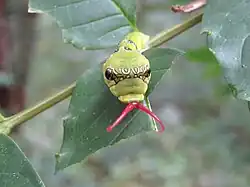 Chenille avec son osmeterium sorti, imitant une tête de serpent