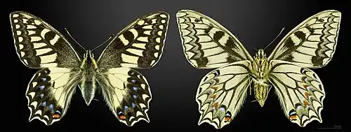 Papilio hospiton MHNT