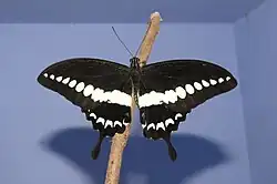 Papilio liomedon mâle