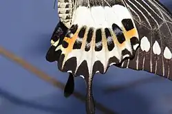 détail des ailes postérieures