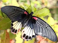 Papilio memnon agenor femelle en Thaïlande