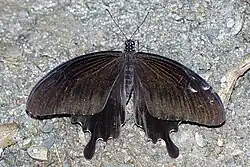 Papilio nephelus chaonulus au repos, les ailes apparaissent entièrement noires.