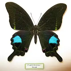 Papilio paris decorosa