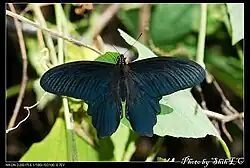 Papilio thaiwanus mâle