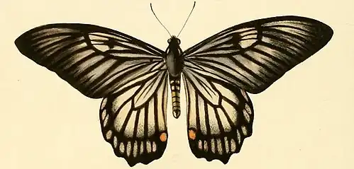 Papilio veiovis, avers (illustration).