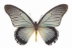 Papilio zalmoxis mâle ou femelle