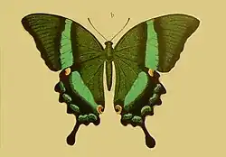 Papilio daedalus illustré par Rogenhofer.