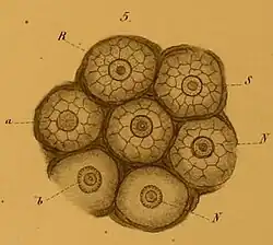 Papilles de la face antérieure du museau vues de dessus.