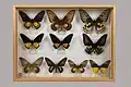 Muséum Requien, collection Luault, Papilionidae, Troides, région Asie