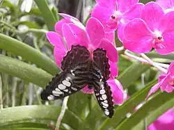 Description de cette image, également commentée ci-après