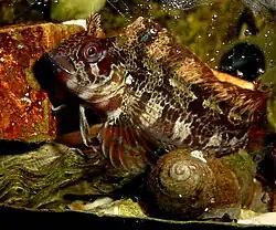 Parablennius gattorugine