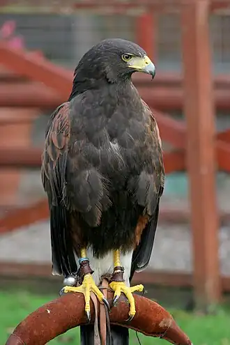 Description de cette image, également commentée ci-après