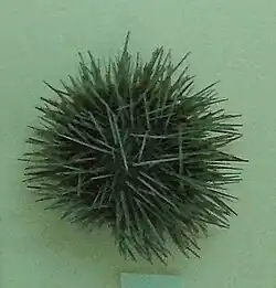 Paracentrotus gaimardi