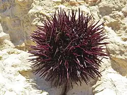 Face aborale (supérieure).