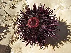 Face orale d'un oursin violet : le péristome (partie charnue entourant la bouche, ici très gonflée) est rouge.