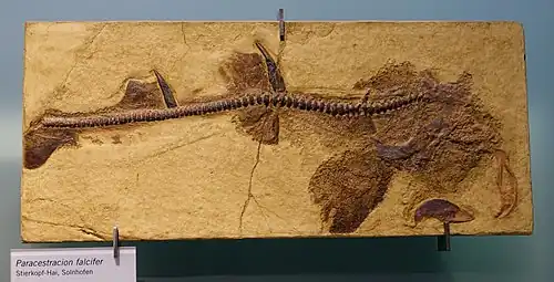 Fossile de Paracestracion falcifer