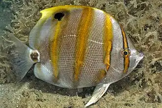 Description de l'image Parachaetodon ocellatusRLS.jpg.