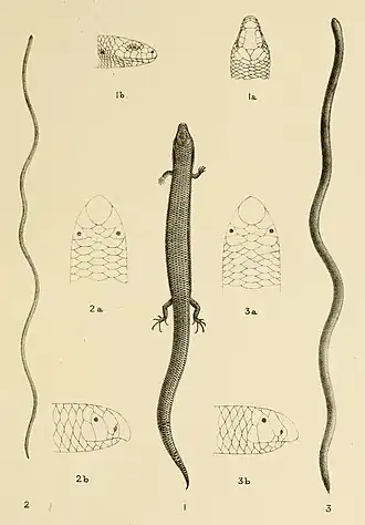 Description de l'image Parachalcides socotranus, Glauconia filiformis, G. macrura.jpg.