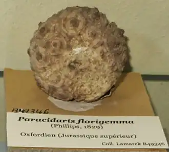 Paracidaris florigemma (Polycidaridae fossile)