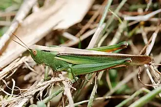 Criquet tricolore femelle.