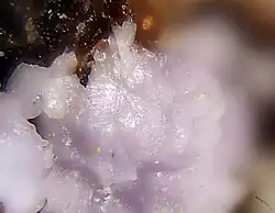 Image illustrative de l’article Paracoquimbite