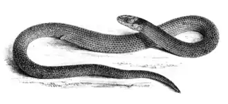 Description de l'image Paradelma orientalis by Mintern (cropped).png.