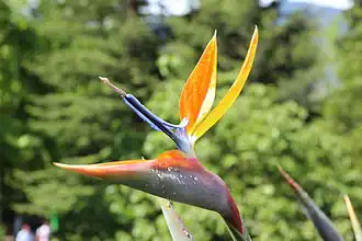 Description de l'image Paradiesvogelblume - Strelitzia reginae.JPG.