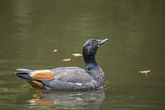 Un Tadorne de paradis mâle