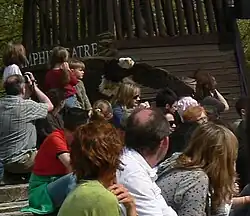 Rase-motte d'un pygargue à tête blanche.