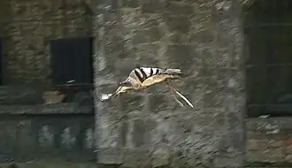 Vautour fauve en vol.