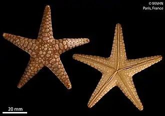 Paraferdina plakos (paratype, MNHN).