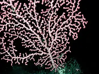 Corail bubblegum  (Paragorgia arborea) à 1&nbsp;257&nbsp;m de profondeur dans les eaux de Californie.