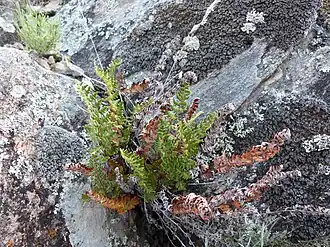 Description de l'image Paragynopteris marantae 1 - Doradille de Maranta - Var.jpg.