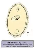 Paraisotrichopsis composita