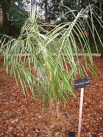 Description de l'image Parajubaea torralyi - Royal Botanical Garden, Madrid.JPG.