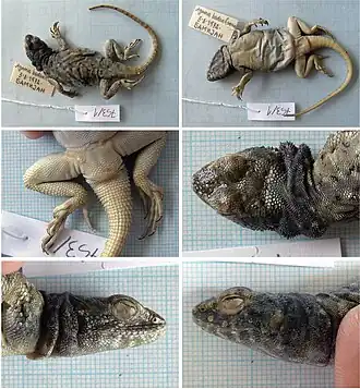 Description de l'image Paralaudakia badakhshana (10.3897-zookeys.843.29420) Figure 1.jpg.