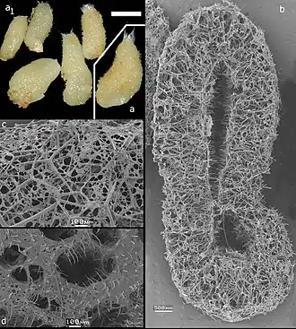 Description de l'image Paraleucilla erpenbecki (10.11646-zootaxa.4426.1.1) Figure 83.jpg.