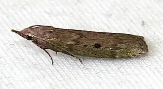 Description de l'image Motte - Dettingen Erms - 20110605-01.jpeg.