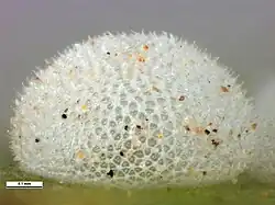 Œuf, vue latérale.