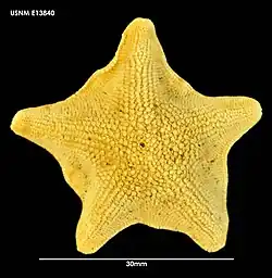 Paranepanthia praetermissa.