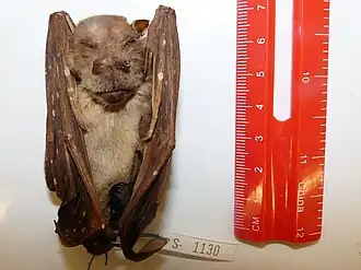 Description de l'image Paranyctimene raptor.jpg.