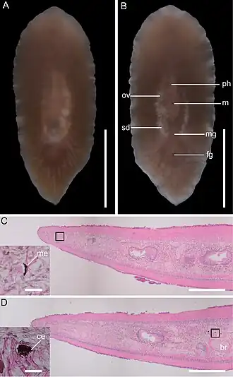 Paraplehnia seisuiae, un Plehniidae