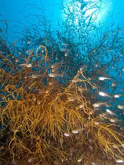 Parapriacanthus ransonneti