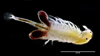 Description de l'image Parartemia zietziana male (9129395033).jpg.