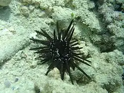 Parasalenia gratiosa