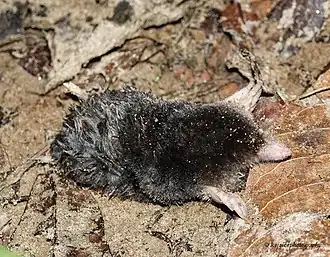 Description de l'image Parascaptor leucura 32423682.jpg.