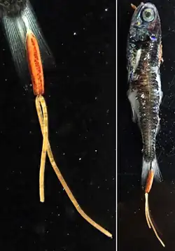 Peniculus hokutae&nbsp;(en).