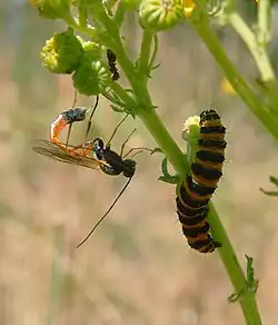 Une mince guêpe sur une tige pointe son ovopositeur en direction d'une chenille à proximité.