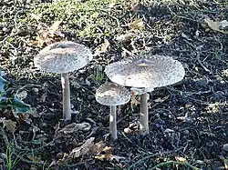 Lepiota sp.
