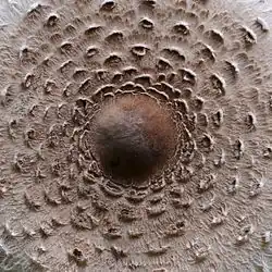 Chapeau écailleux avec mamelon central.